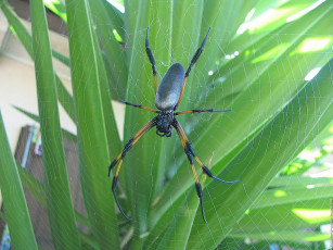 обоя животные, пауки