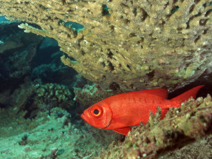 Картинка животные рыбы