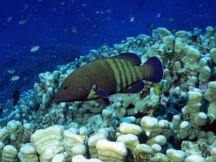 Картинка животные рыбы