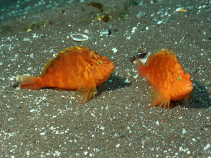 Картинка животные рыбы