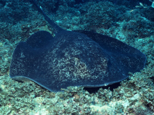 Картинка животные рыбы