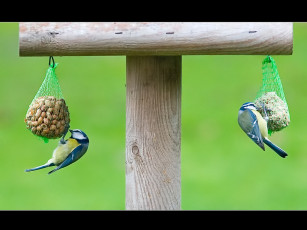 Картинка животные синицы лазоревки