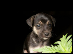 Картинка животные собаки