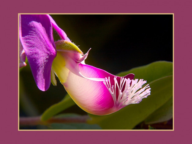 Обои картинки фото цветы