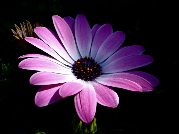 Обои картинки фото цветы, диморфотеки