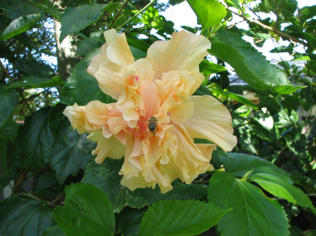 Обои картинки фото цветы, гибискусы