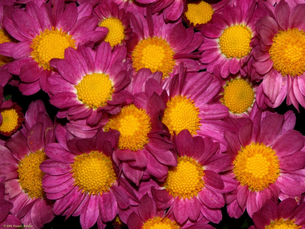 Обои картинки фото цветы, хризантемы