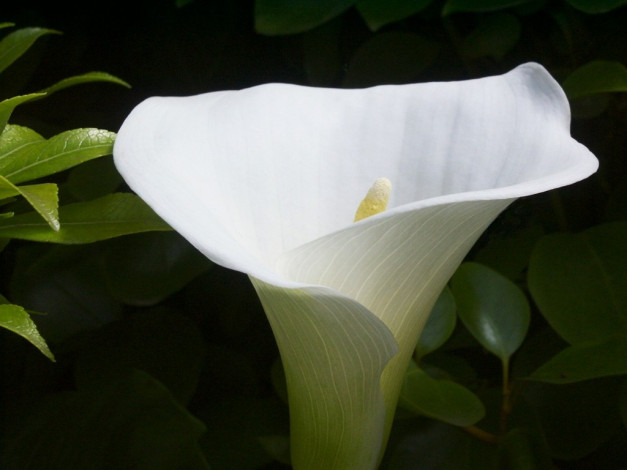 Обои картинки фото цветы, каллы