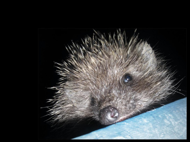 Обои картинки фото животные, ежи
