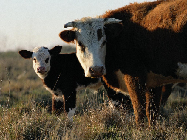 Обои картинки фото животные, коровы, буйволы