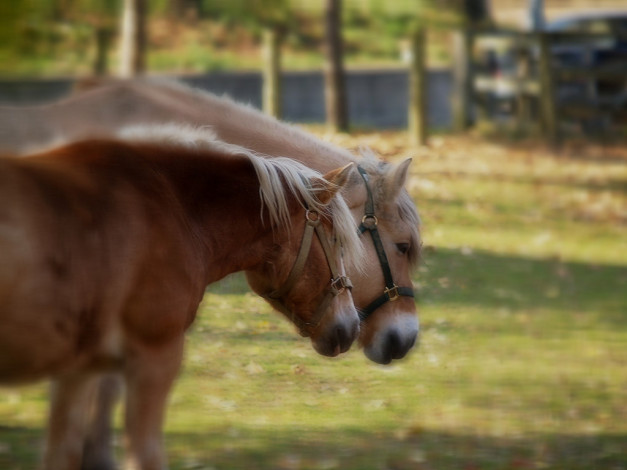 Обои картинки фото животные, лошади