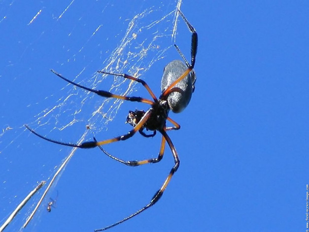 Обои картинки фото животные, пауки