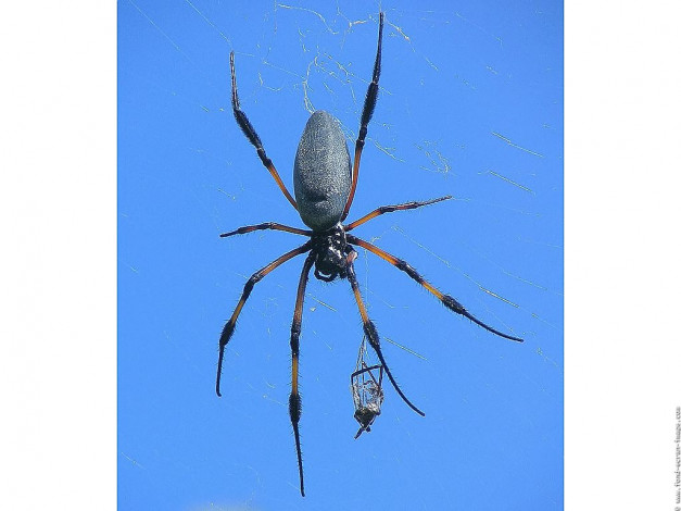 Обои картинки фото животные, пауки