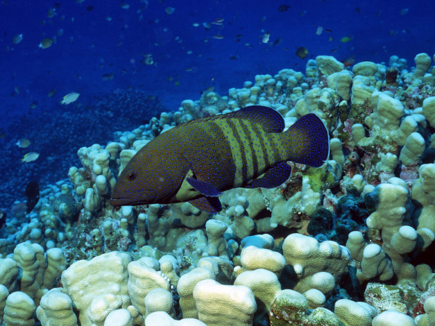 Обои картинки фото животные, рыбы