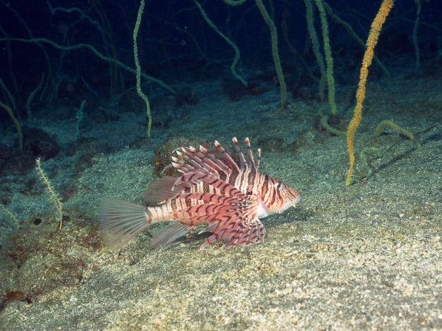 Обои картинки фото животные, рыбы