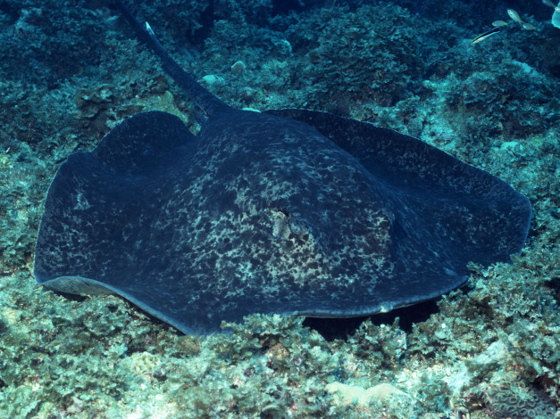 Обои картинки фото животные, рыбы