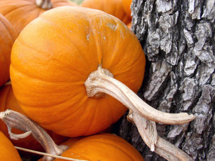 Картинка еда тыква