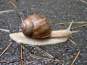 Картинка животные улитки