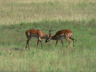 Картинка животные антилопы