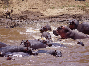 Картинка животные бегемоты