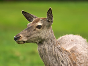 Картинка животные олени