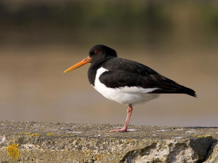 Картинка животные птицы