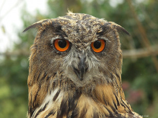 Картинка животные совы