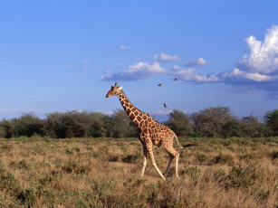 Картинка животные жирафы