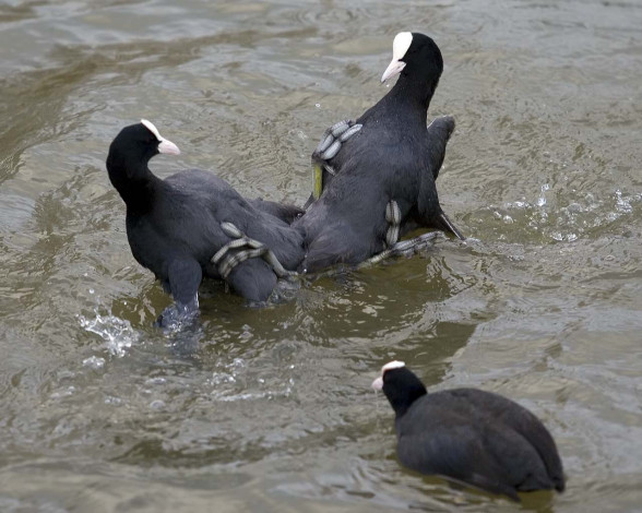 Обои картинки фото животные, утки