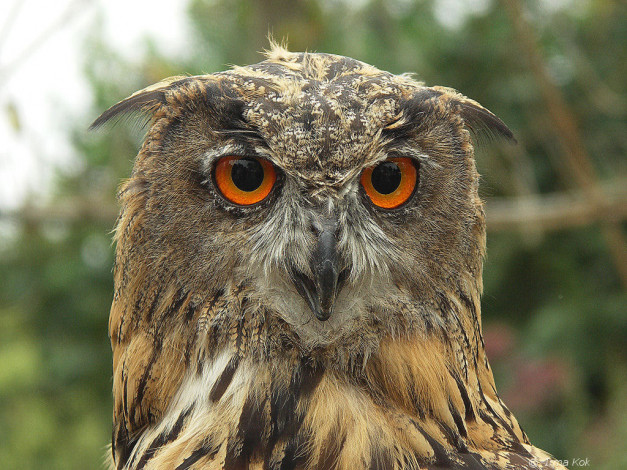 Обои картинки фото животные, совы