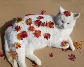 Картинка животные коты