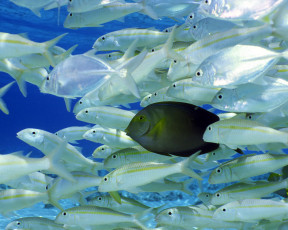 Картинка животные рыбы