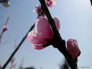 Картинка цветы цветущие деревья кустарники