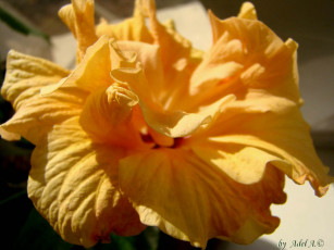 Картинка цветы гибискусы