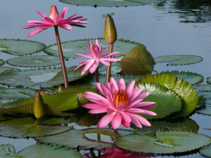 Картинка цветы лилии водяные нимфеи кувшинки