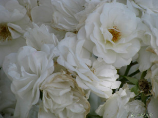 Картинка цветы розы