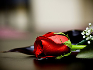 Картинка цветы розы