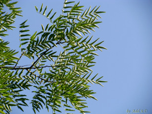 Картинка природа листья