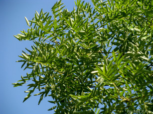 Картинка природа листья