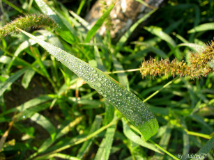 Картинка природа макро