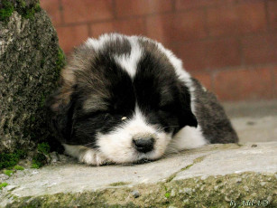 Картинка сплюшка животные собаки