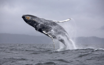 Картинка животные киты кашалоты