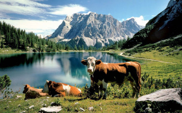 Картинка животные коровы буйволы