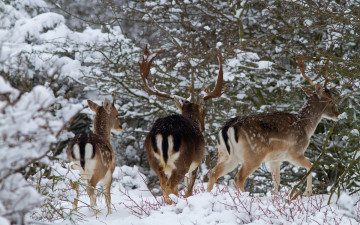 Картинка животные олени