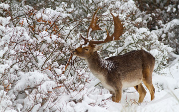 Картинка животные олени