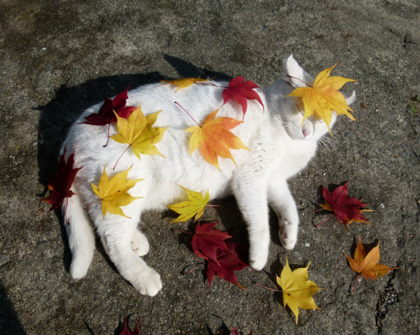 Обои картинки фото животные, коты