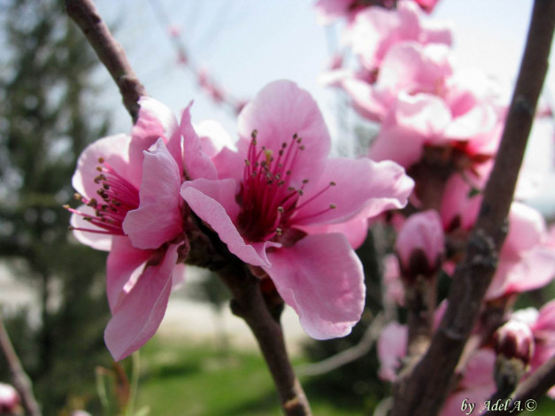 Обои картинки фото цветы, цветущие, деревья, кустарники