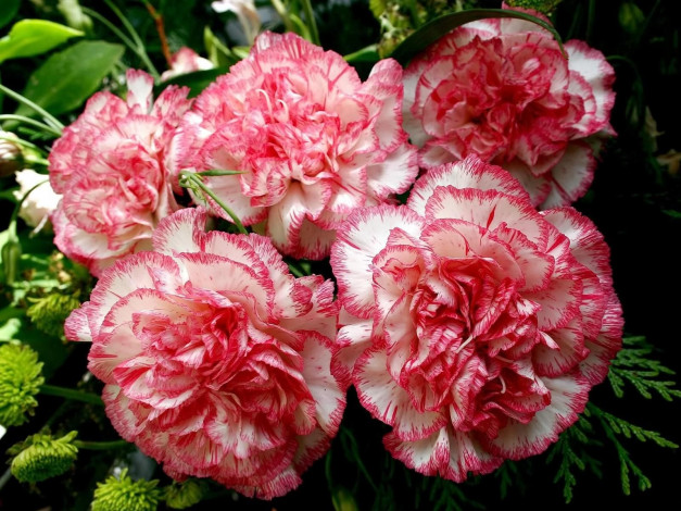 Обои картинки фото цветы, гвоздики