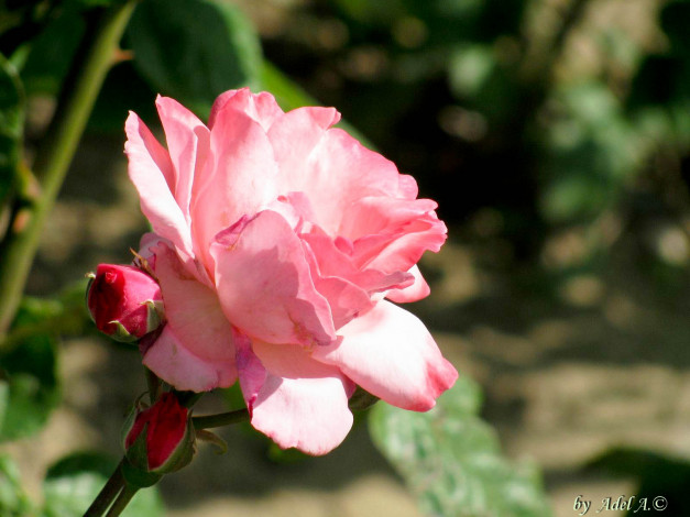 Обои картинки фото цветы, розы