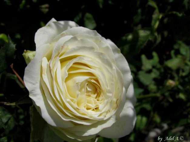 Обои картинки фото цветы, розы